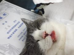-芭比堂动物医院·心脏专科·夜诊·吉雅分院