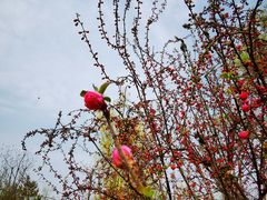 -野鸭湖国家湿地公园