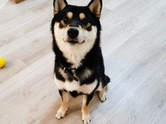 -柴迷FANS CLUB·柴犬狗咖·猫咖
