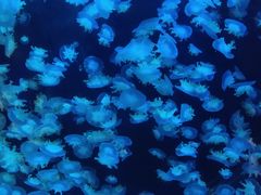 -华夏文旅西安度假区