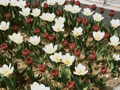 -Mesa Madre梅萨妈妈·Bintana(国贸店)