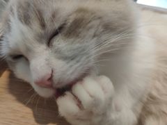 -飞行喵MR PILOT|猫舍·猫咖(静安大融城店)