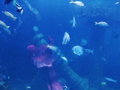 -乌鲁木齐海洋馆