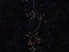 -泰州凤城河风景区-泰山公园