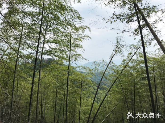 莫干山風景區-圖片-莫干山景點/周邊遊-大眾點評網