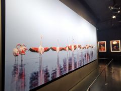 -罗红摄影艺术馆