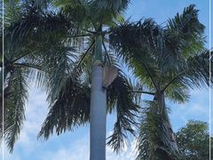 -广州市白云山风景名胜区