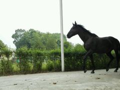 -重庆和泰马术俱乐部