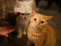 -喵屿·大理花园猫咖