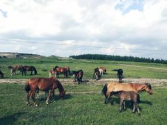 -塞罕坝国家级自然保护区