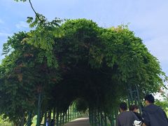 -杭州湾海上花田景区