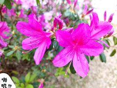 -深圳国际园林花卉博览园