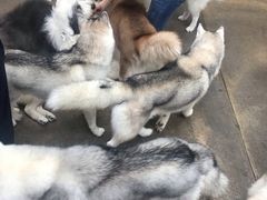 -TrueLove @ Neverland (Husky Cafe)