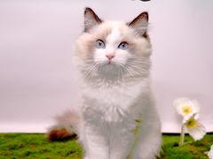 -翊宠yipet猫狗购宠庄园犬舍•猫舍