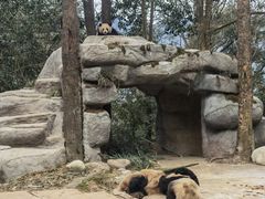 -中国大熊猫保护研究中心雅安碧峰峡基地