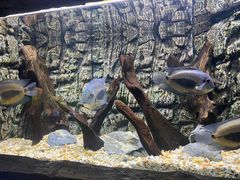 -上海海洋水族馆
