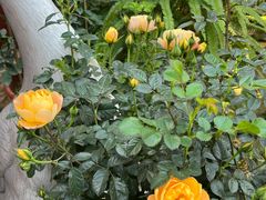 -园林美食城·本土农家菜(杨和镇店)