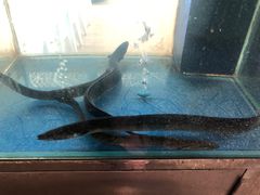 滋补炭烤鳗鱼-本炙炭烤·蒲烧活鳗料理店(金沙洲店)