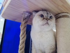 -喵园·猫主题咖啡厅·撸猫·猫咖(国贸店)