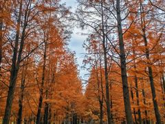 -上海海湾国家森林公园