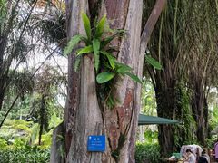 -中国科学院西双版纳热带植物园