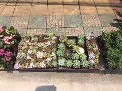 -溪岸路花鸟市场