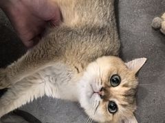 -飞行喵MR PILOT|猫舍·猫咖(静安大融城店)