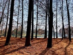 -上海海湾国家森林公园