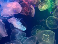 -成都浩海立方海洋公园