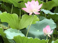 -荔湾湖公园
