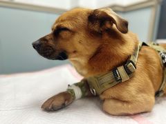 -伟伟宠物医院·CT影像中心·瑞派犬猫综合性门诊(汉口总院)