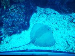 -迪拜水族馆及水下动物园