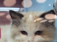 -FAELING PETS美天灵宠物(合生汇店)