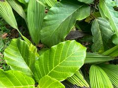 -武吉知马自然保护区