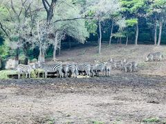 -沈阳森林动物园