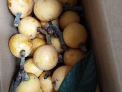 -塘栖枇杷特色园区