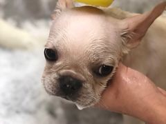 -PETKIT小佩宠物(古北店)