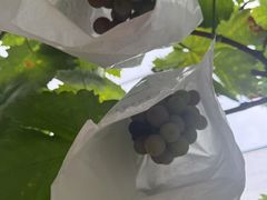 -马陆小张葡萄园农家乐