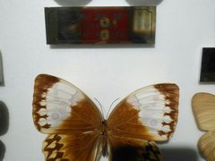 -上海昆虫博物馆