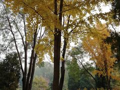 -黄村公园