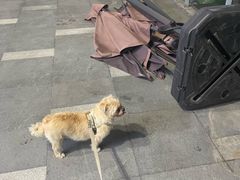 -宠物星动物医院·眼科·异宠·猫科(江南大道总院)