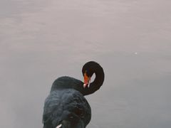 -荷兰花海