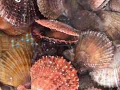 -港畔赶海蒸汽海鲜烧烤自助(仙螺岛店)