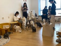 -有喵·猫咖·狗咖·30几只猫10只小狗(岗厦店)