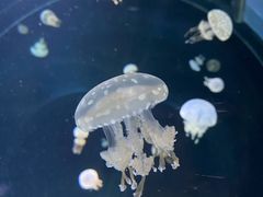 -大阪海游馆