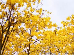 -露天矿生态公园