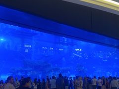 -迪拜水族馆及水下动物园