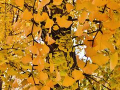 -辽宁大学(崇山校区)