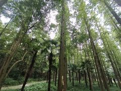 -东平国家森林公园