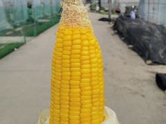 -菊园百果园
